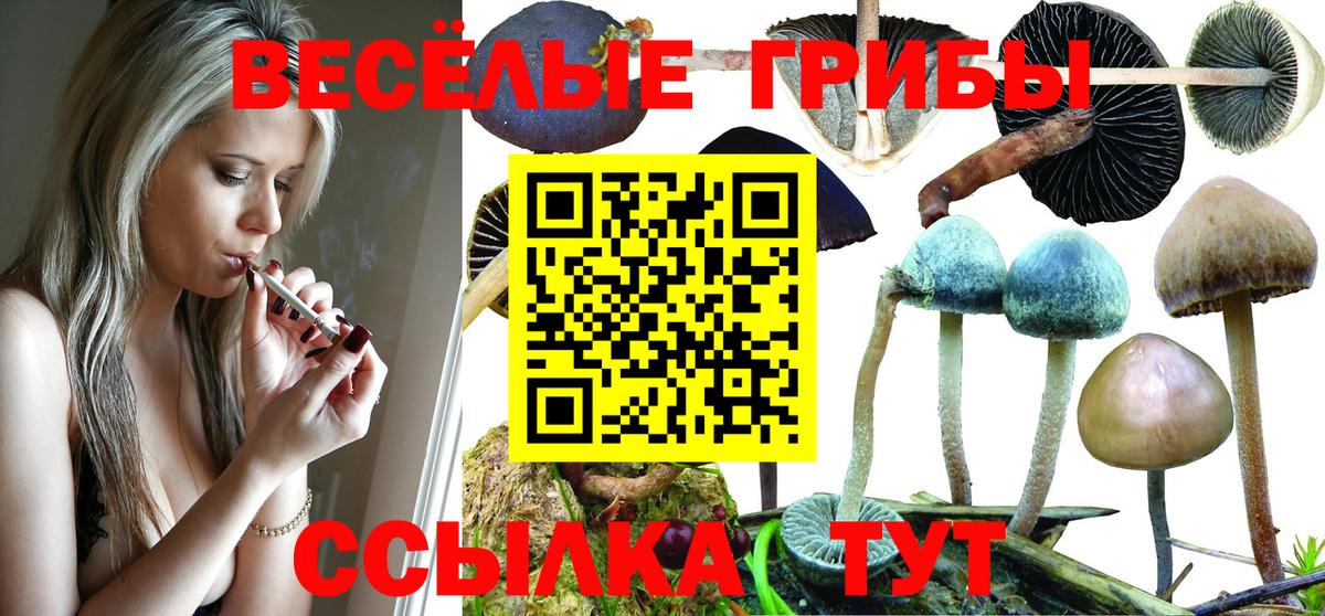 Галлюциногенные грибы Psilocybine cubensis Апшеронск